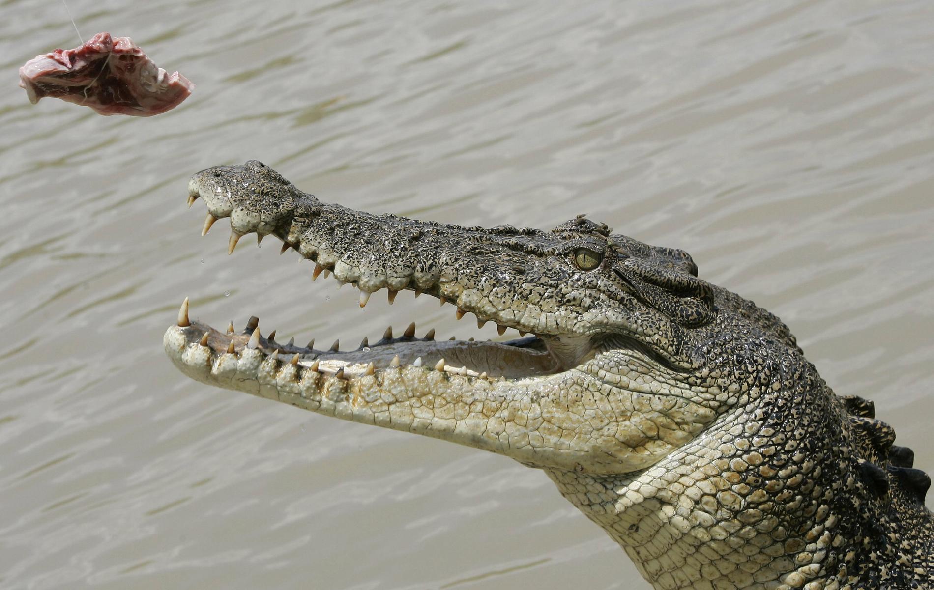 Krokodiler drabbas inte av hörselnedsättning trots att de blir gamla. Arkivbild.