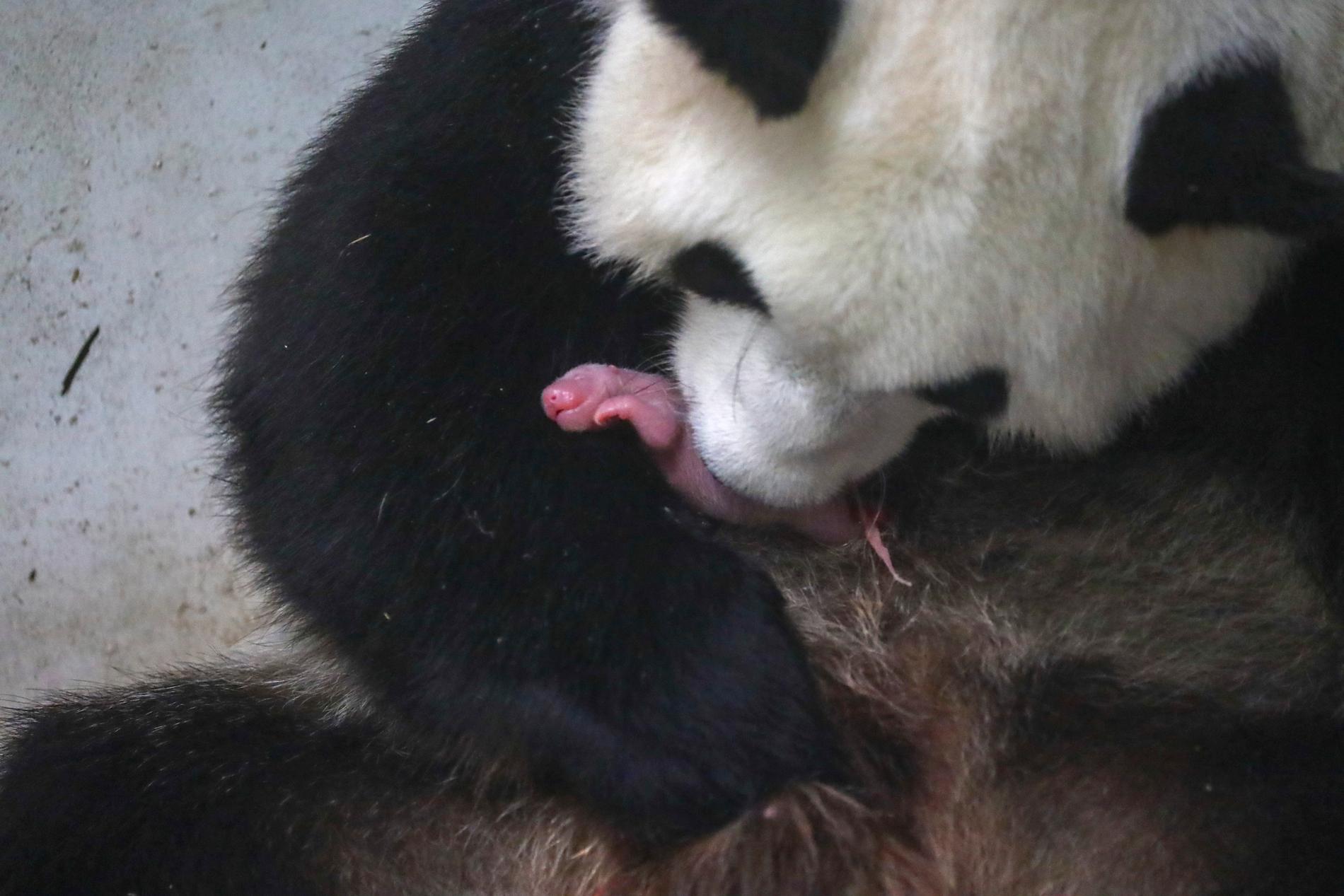 Tvillingpandor har fötts i en djurpark i Belgien. Pandan Hao Hao håller en av de nyfödda ungarna i munnen.