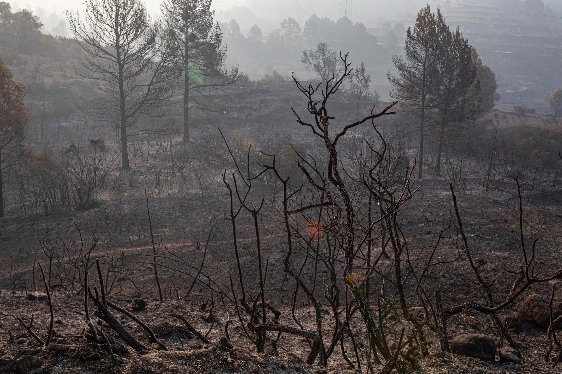 Bränderna har hittills förstört 5 500 hektar. På bilden en eldhärjad skog nära staden Tarragona.