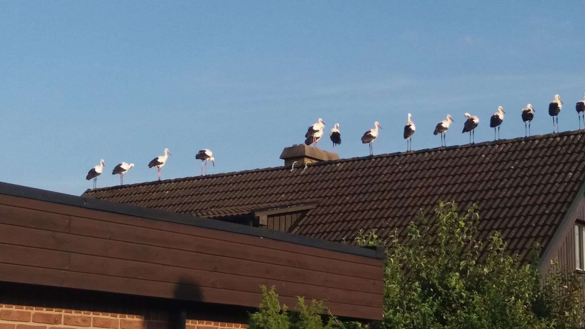 Ett femtiotal storkar invaderade villataken i Lomma under måndagen.