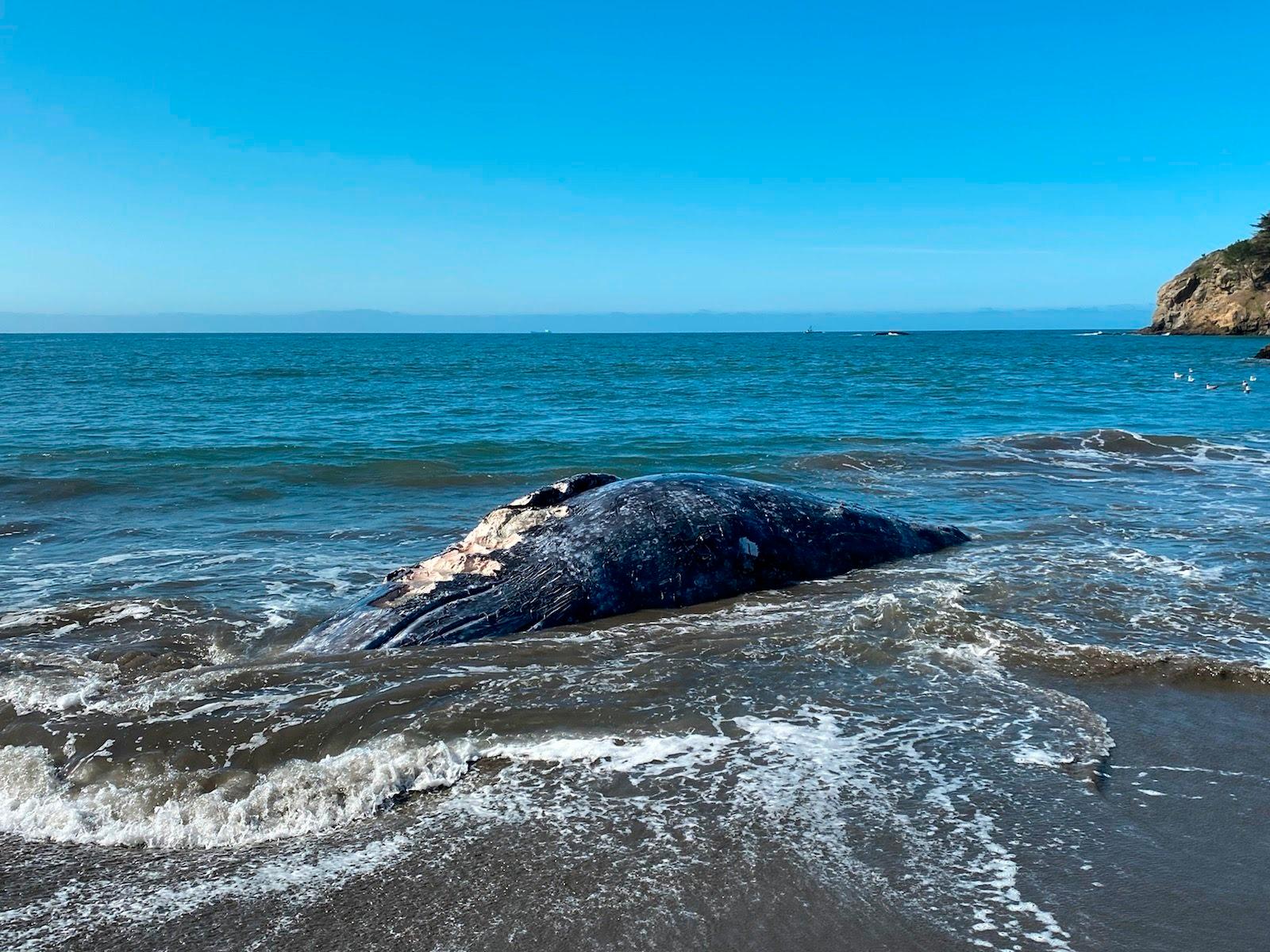 Två av de fyra strandade gråvalarna dödades av fartyg.