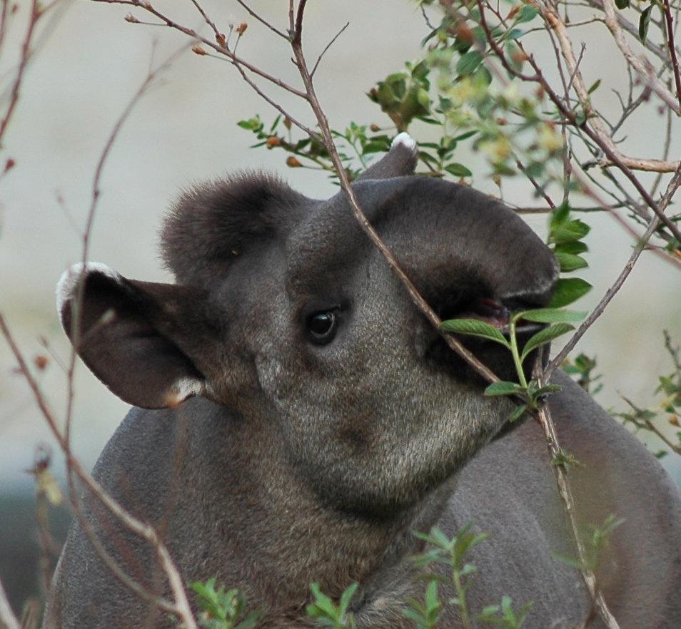 Tapirerna i Syd- och Mellanamerika har stor betydelse för många växters fröspridning.