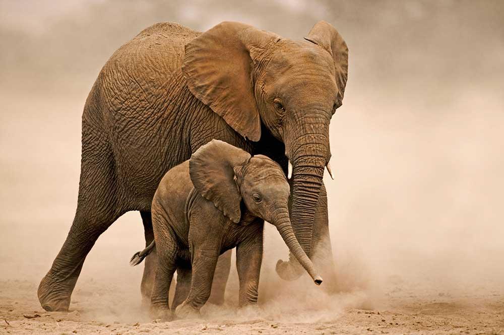 Elefanter.