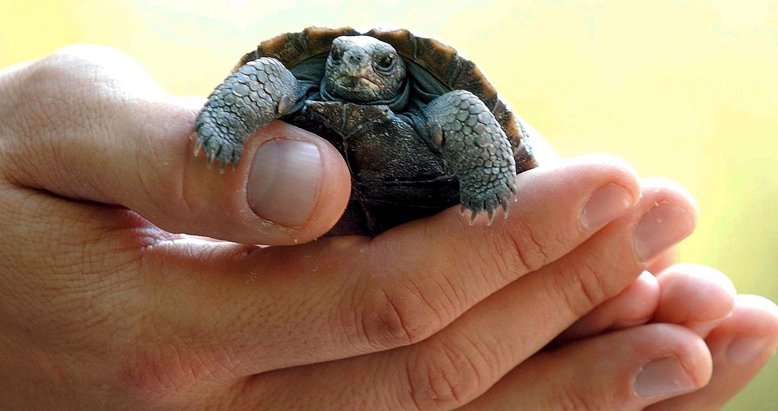 Den här galapagossköldpaddan har inte med den aktuella händelsen att göra.