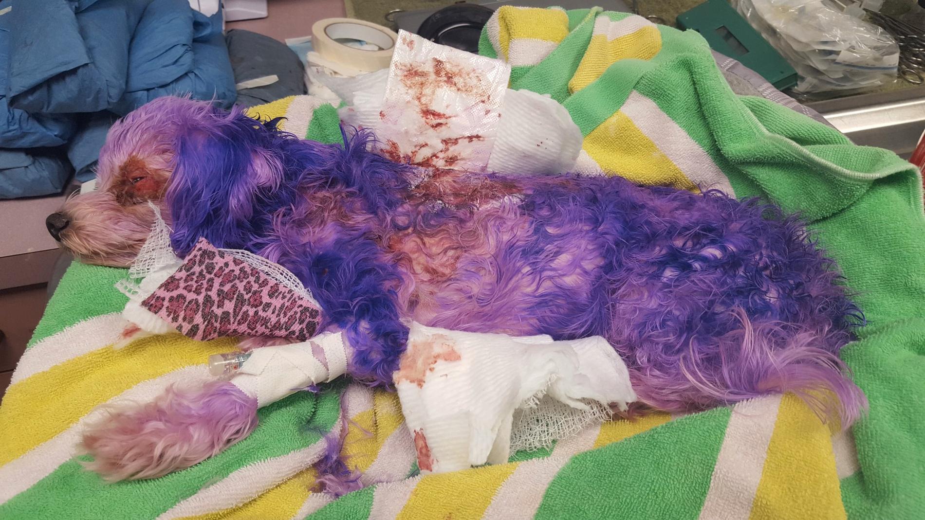 När hunden Violet kom in till djursjukhuset var pälsen färgad lila. 
