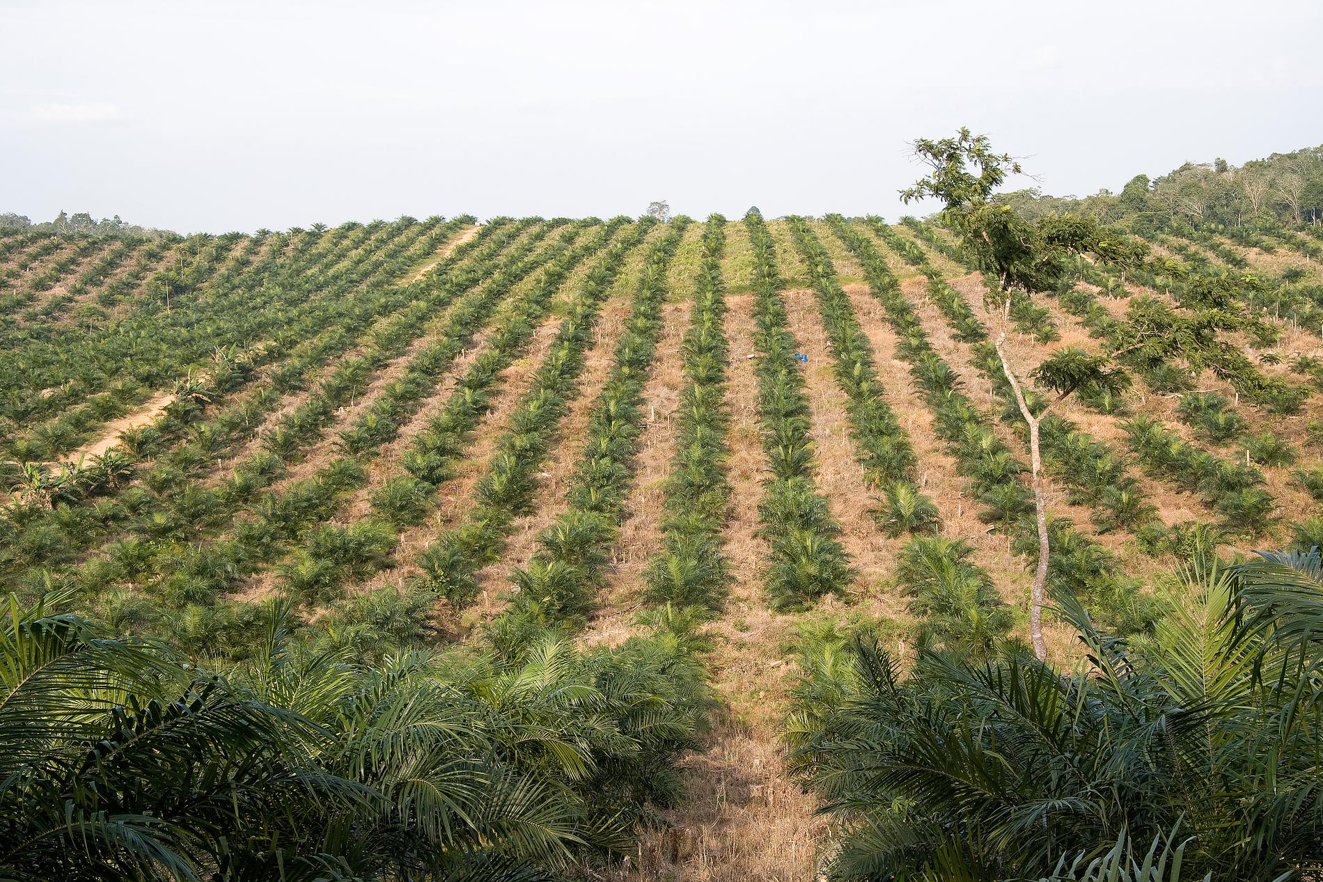 Oljepalmsplantage i Indonesien. Arkivbild.