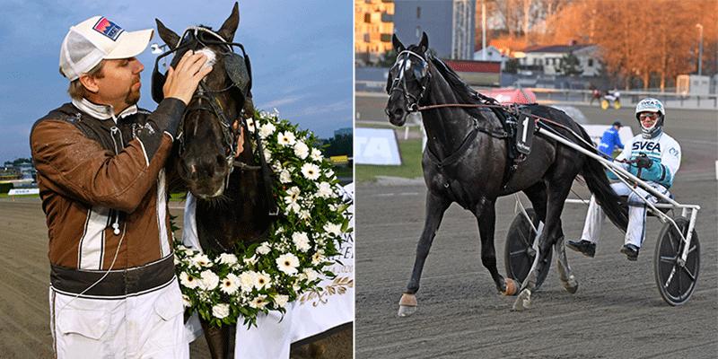 Stjärnhästen Brambling är skadad – missar Kungapokalsfinalen (8 maj på Åby). 