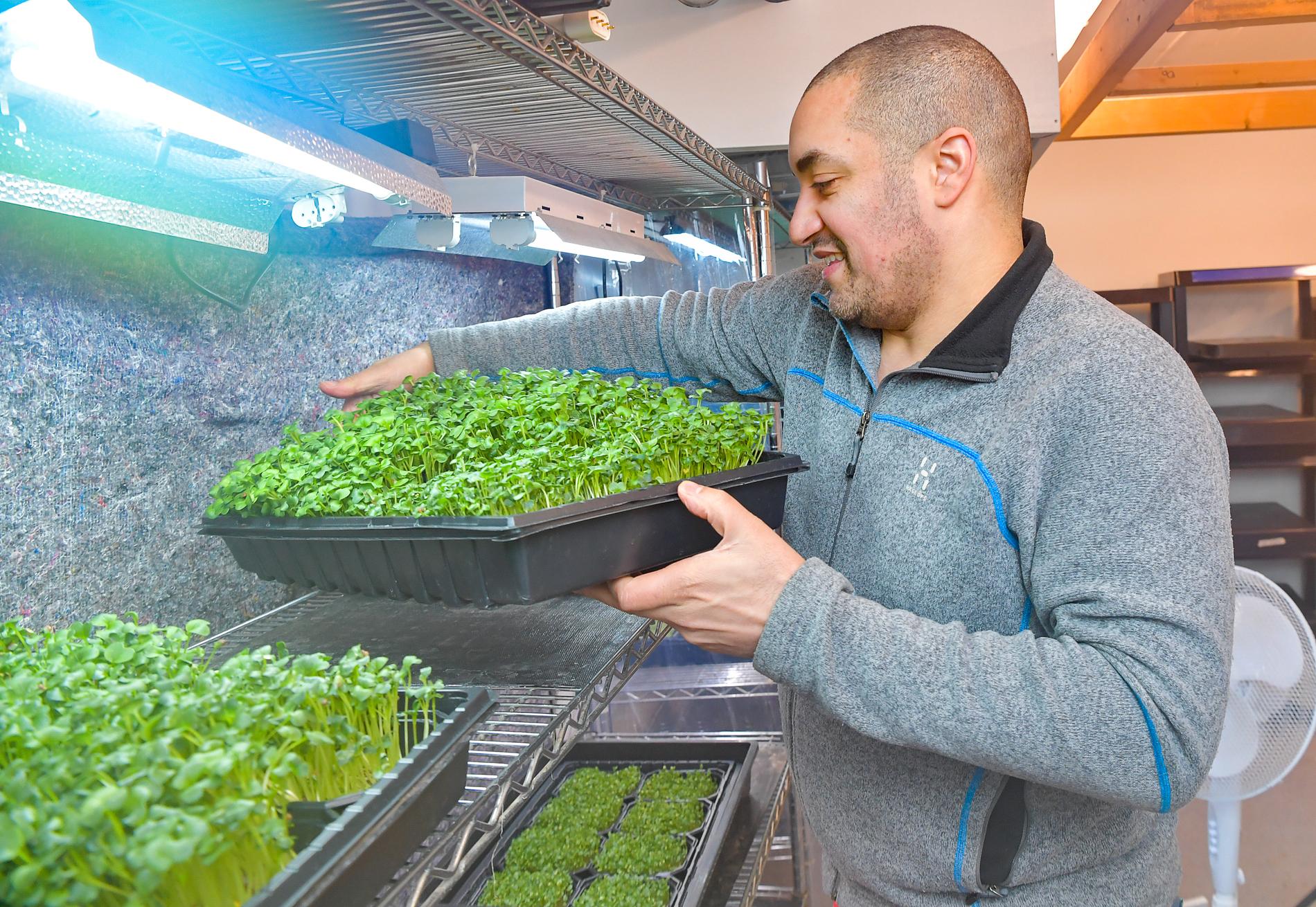 På vintern odlar Benjamin Vidmar mikrogrönt i en källare under ett hostel i Longyearbyen.