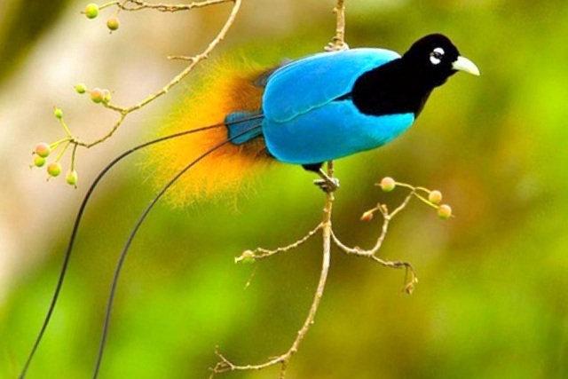 En miljon växt- och djurarter riskerar att försvinna de kommande decennierna. På bilden en blå paradisfågel.