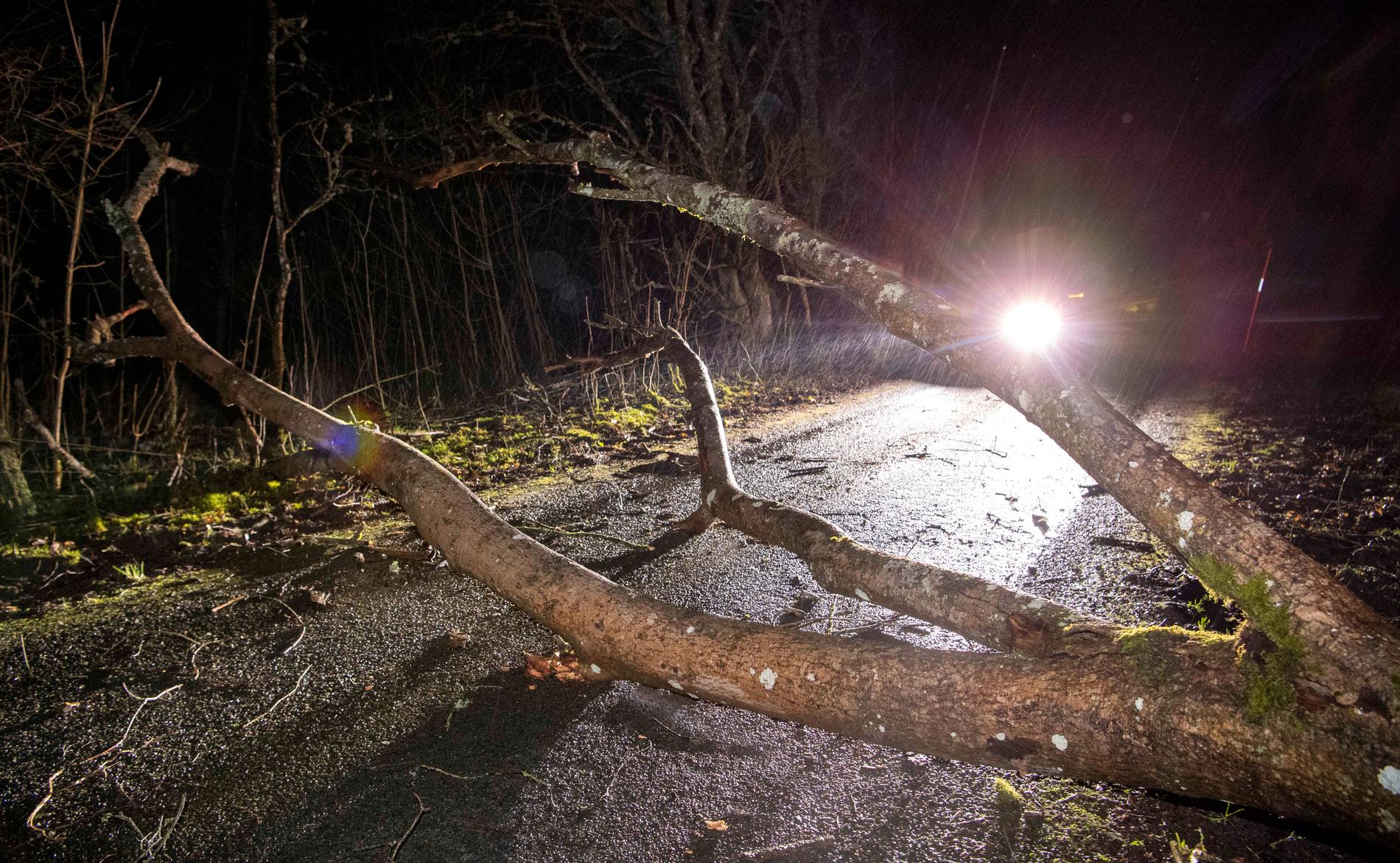 Trafikverket varnar för nedfallna träd på vägarna i norra Sverige. Arkivbild.