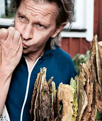 Sundström gör snus av torkade tobaksblad från sina odlingar.