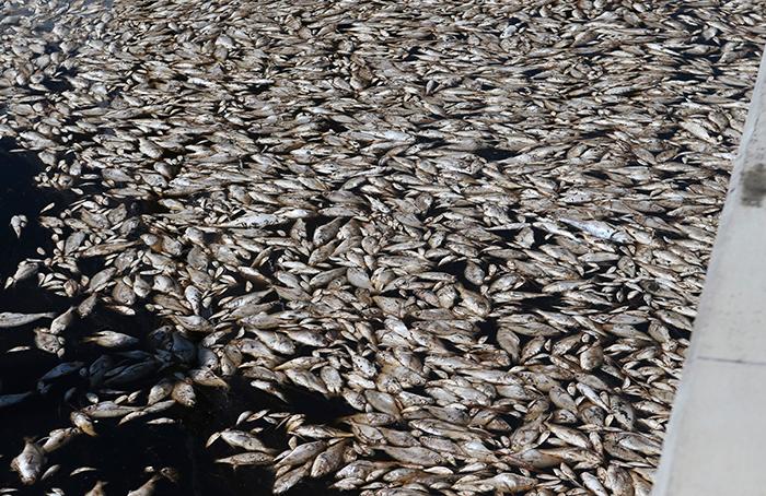 ”Rött tidvatten” har orsakat massdöd bland fiskar utanför Florida. 