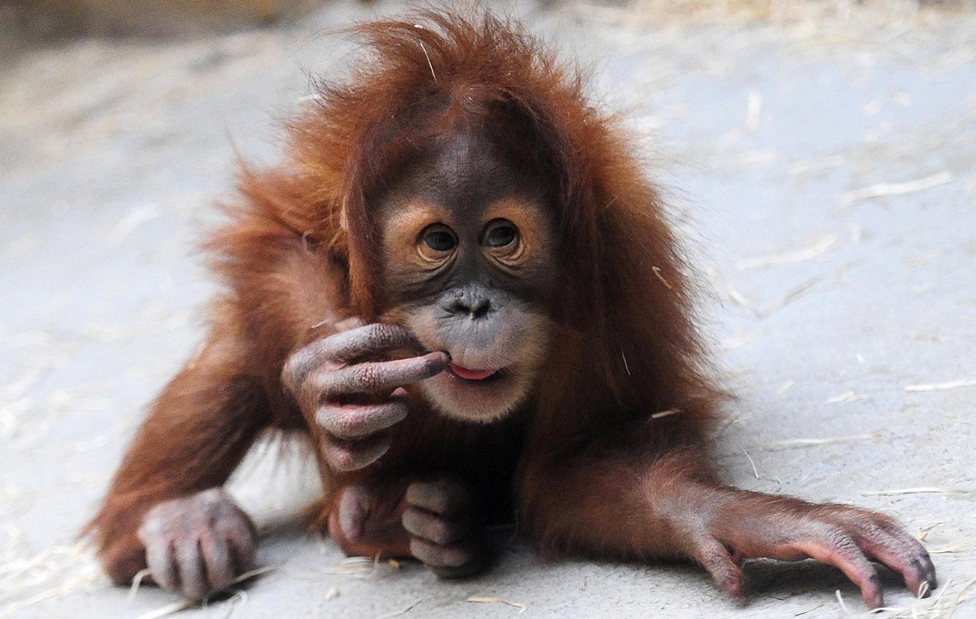 Två unga orangutanger som enligt den malaysiska tullen såg skrämda ut fanns på den misstänkta smuggelbåten. Orangutangen på bilden bor dock på ett zoo i tyska Dresden. Arkivbild.