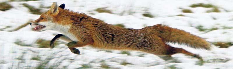 30 procent av alla äldre rävar har skador efter hagel. ”En förklaring till hagelskadorna enligt forskarna är att vissa jägare slänger iväg ett skott så snart de ser en räv eller andra rovdjur”, skriver debattörerna.