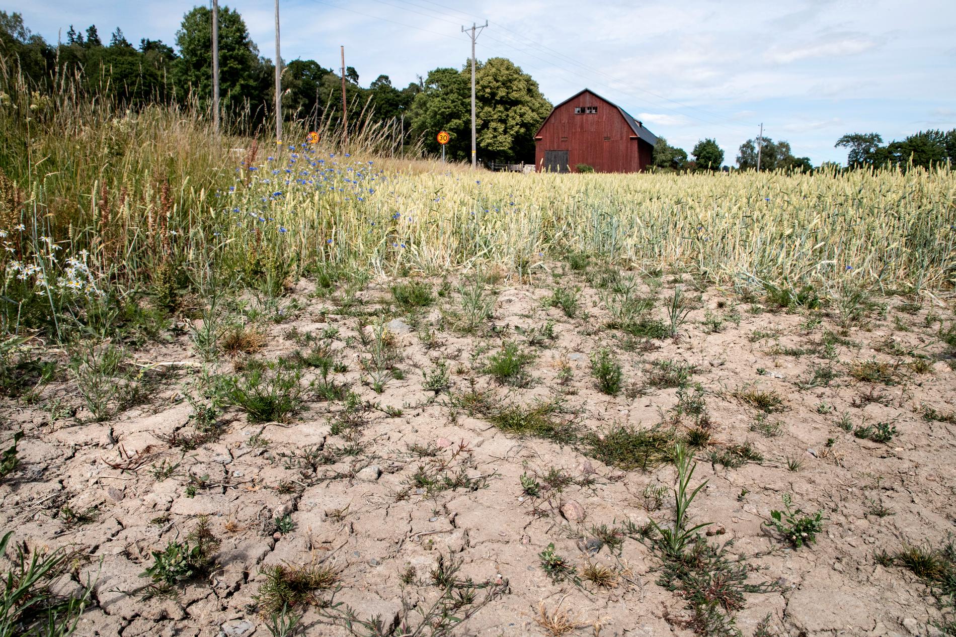 En torr veteåker i Täby. Efter den långvariga torkan ser årets skördar ut att bli 30 procent mindre.
