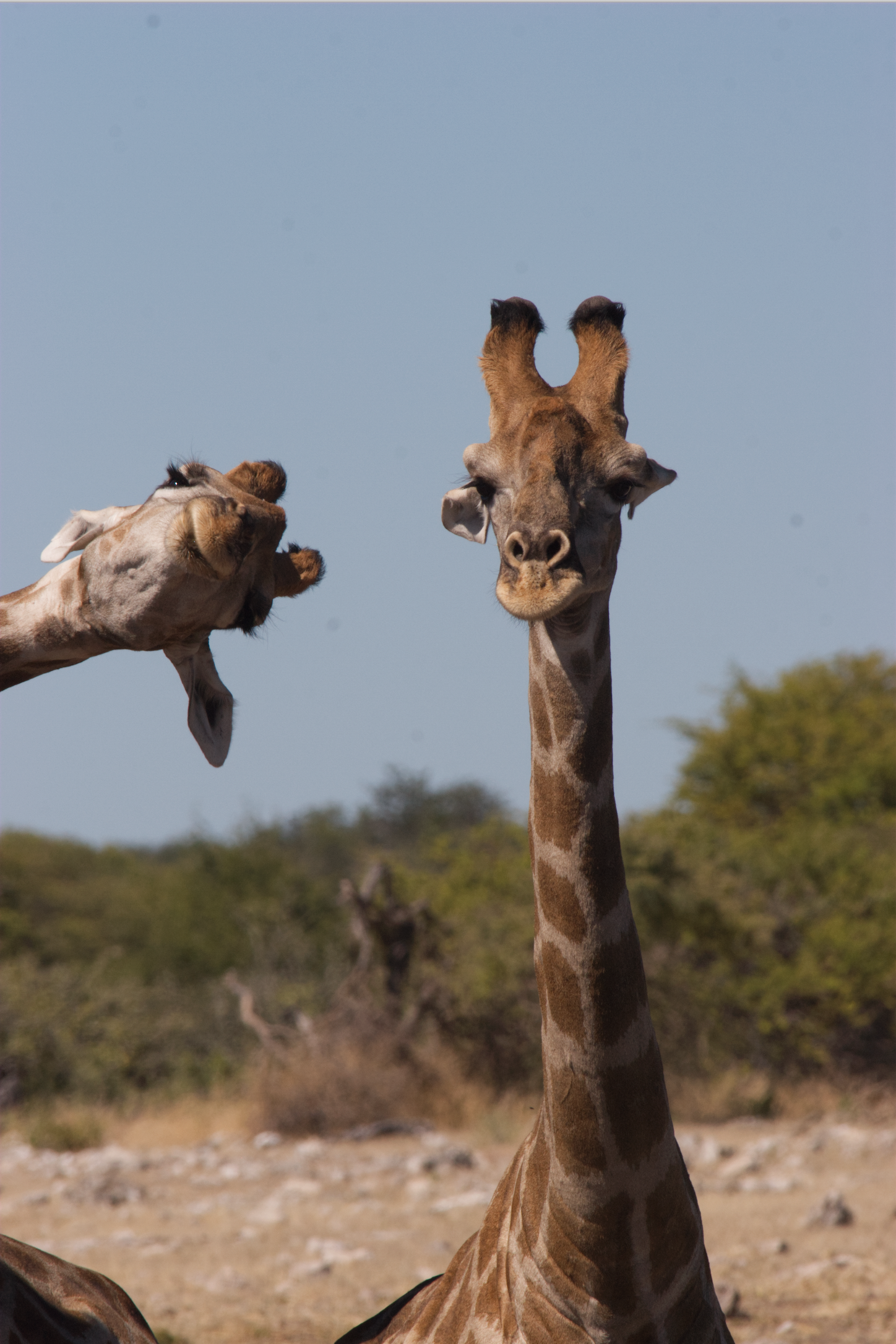 ”Crashing into the picture”. Giraffer som gärna är med på bild i nationalparken Etosha, Namibia.