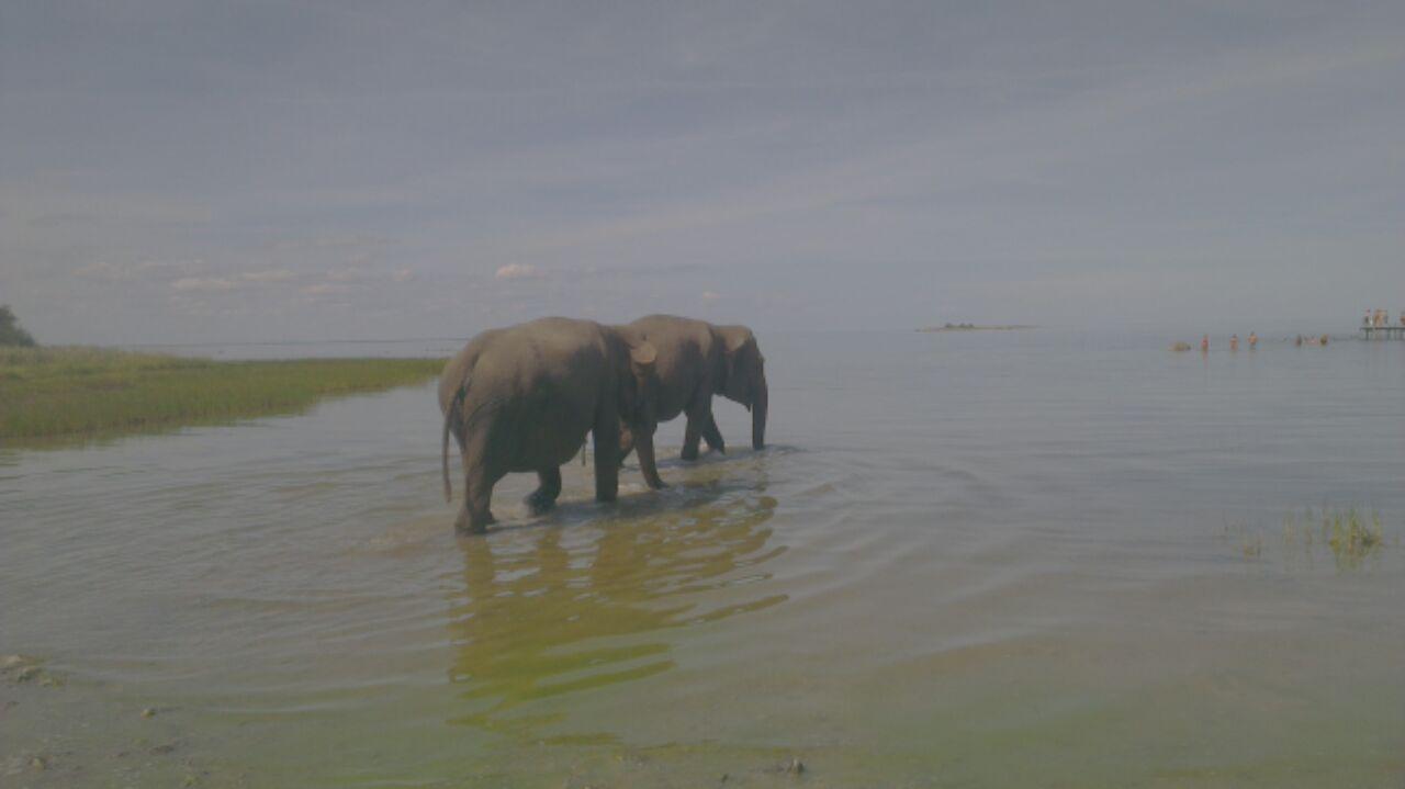 Ett par elefanter som svalkar sig i vattnet i Borgholm