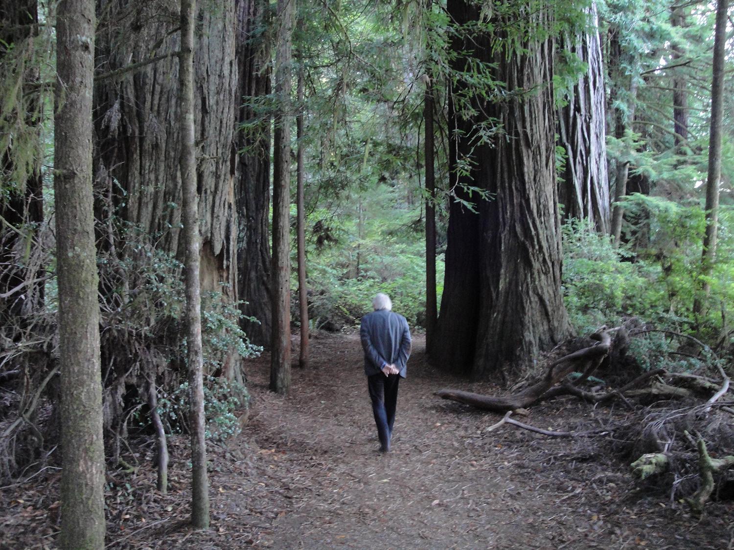 Redwoodträden är enorma.