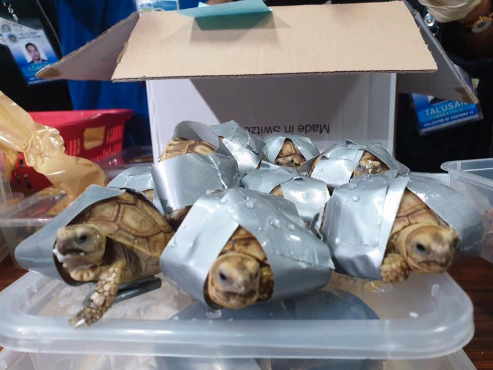 Väskorna med sköldpaddorna hämtades aldrig av smugglaren.