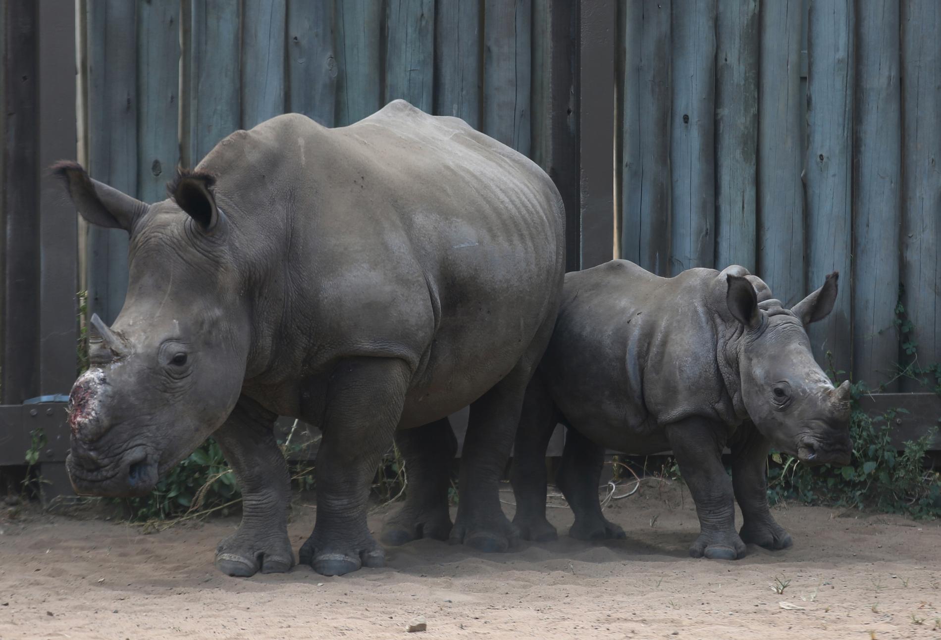 En noshörningsunge tillsammans med sin stympade mor. Bilden är från Sydafrika, där djuren till stor del jagas på grund av efterfrågan på noshörningshorn i just Vietnam. Arkivbild.