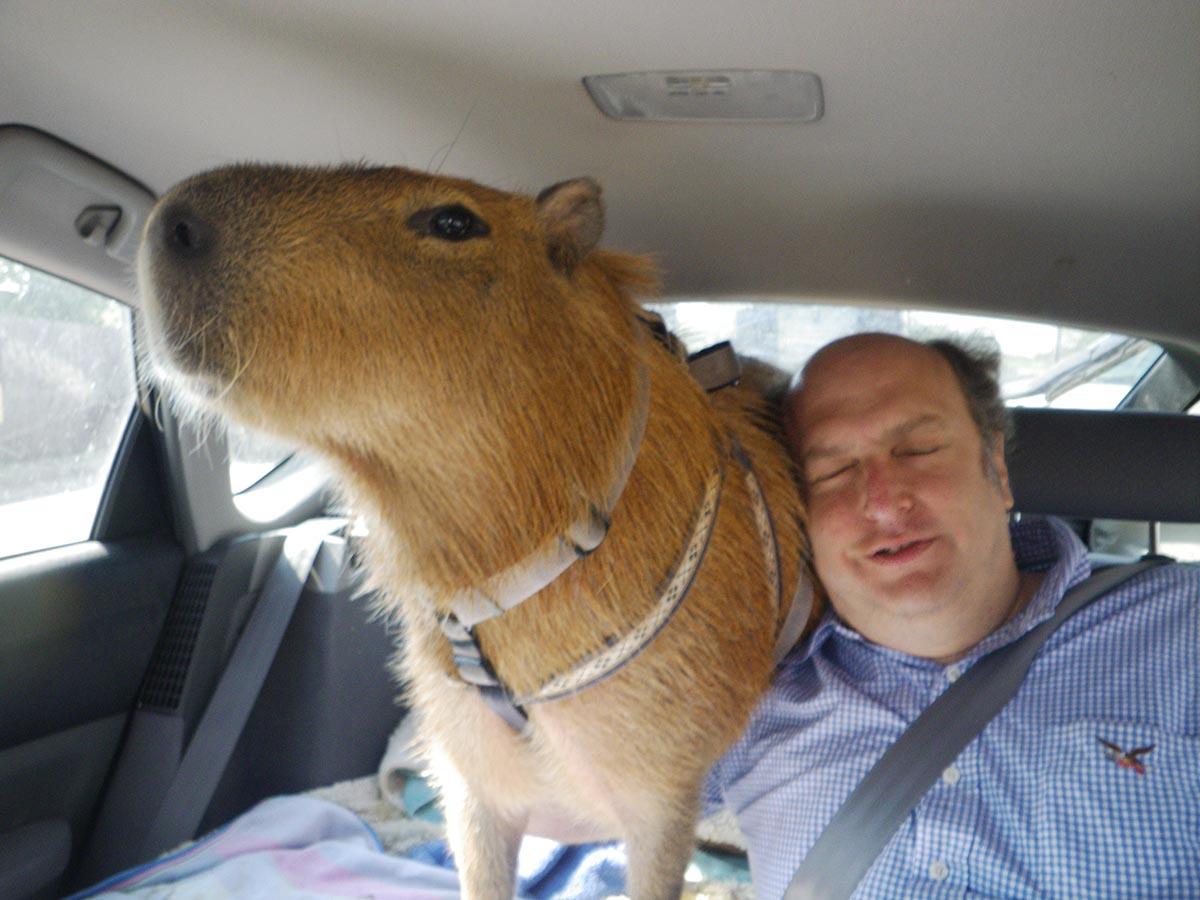 Kapybaror kan vara aggressiva och bitas hårt, men husse och matte intygar att Gary är snäll.