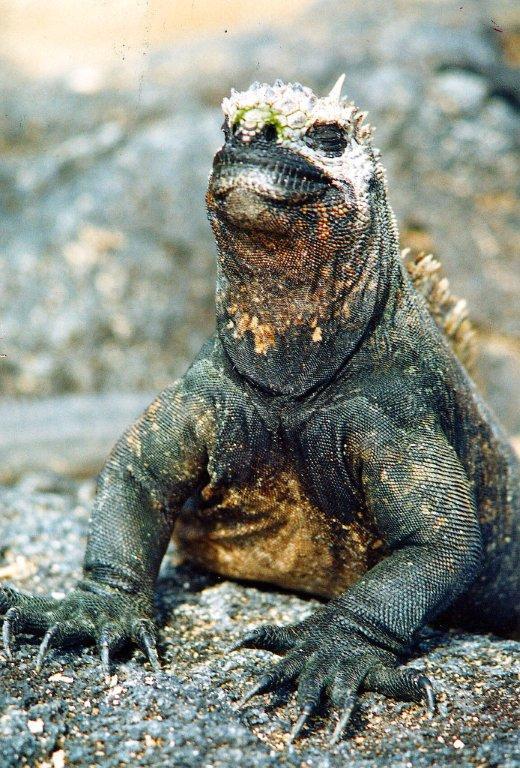 1. Galapagos - Jordens sista paradis Iguanaödla från Galapagosöarna. Här hittar du djur som inte återfinns någon annanstans på jorden.