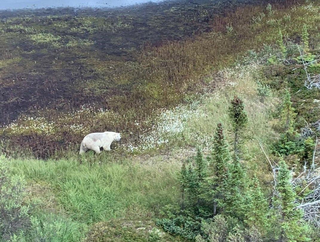 Poliserna som söker efter gärningsmännen såg en isbjörn i sökområdet.