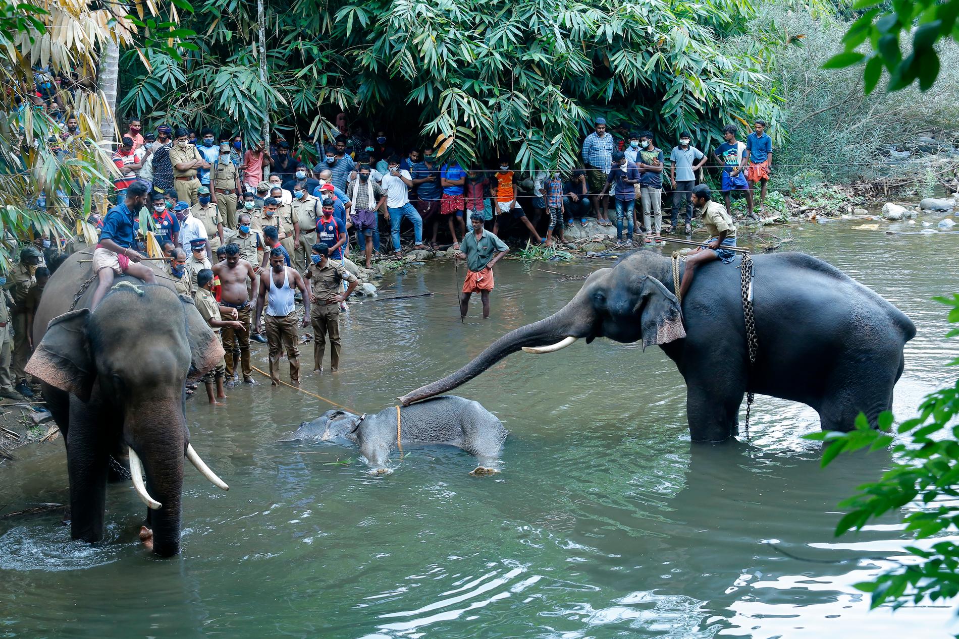 Ett par elefanter står vid en 15-årig elefanthona i Velliyarfloden i delstaten Kerala i Indien. Den dräktiga honan dog efter att ha ätit en kokosnöt fylld med smällare.