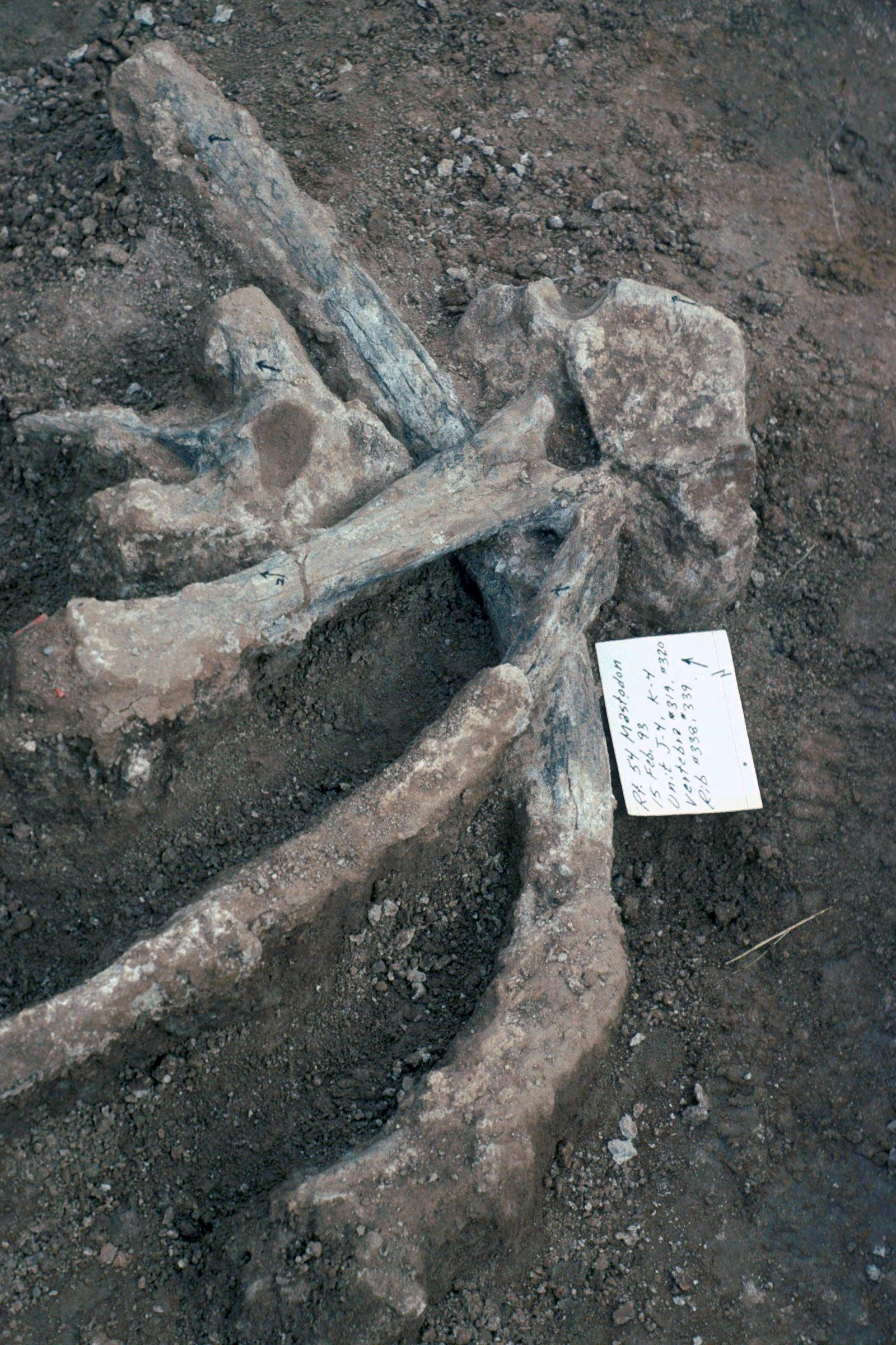 Delar av mastodont från utgrävningarna. 