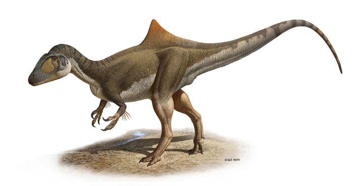 Rovdinosaurien Concavenator corcovatus, som den kan ha sett ut.