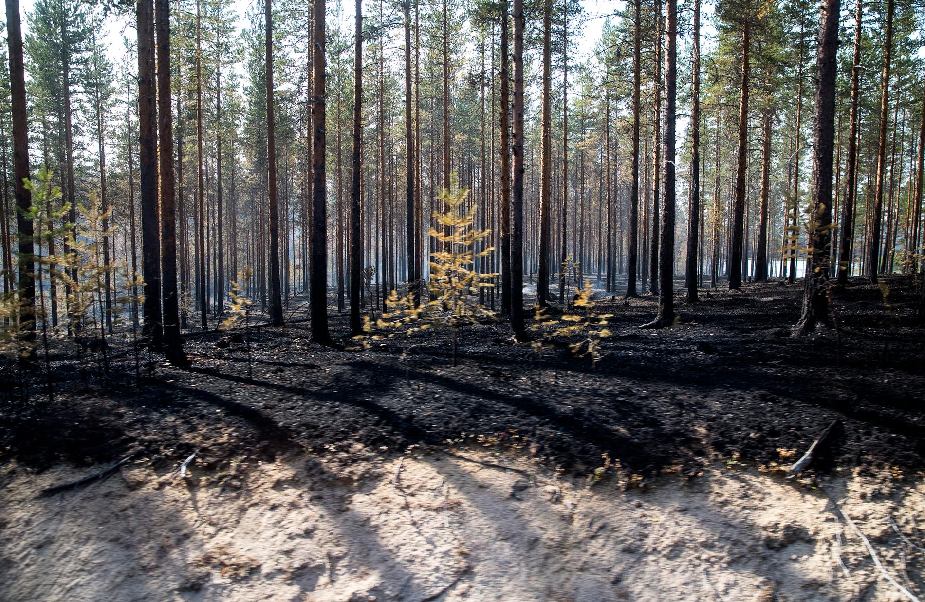 Skogsbrand i trakterna kring Ljusdal.