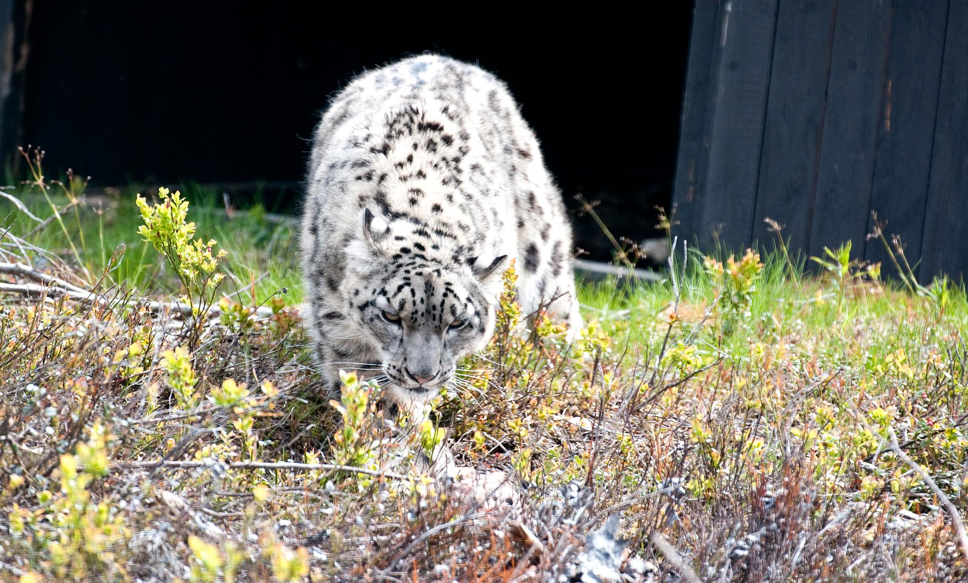 En sällsynt snöleopard, dock inte den på bilden, har testat positivt för coronavirus. Arkivbild.