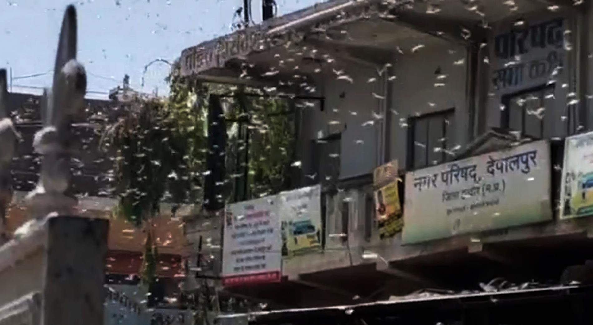 Gräshoppor har intagit Indore i den indiska delstaten Madhya Pradesh.