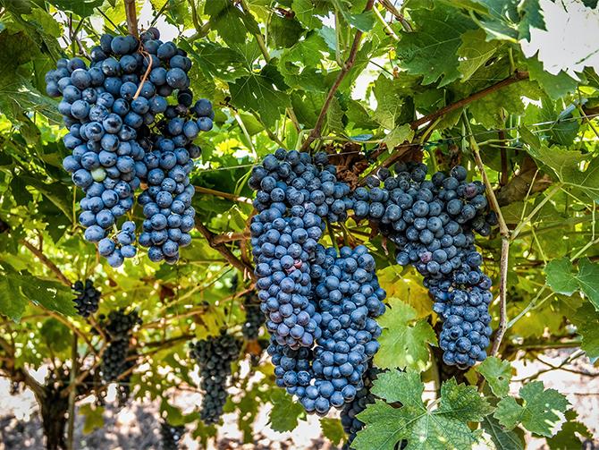 Du behöver inte resa till Italien eller Frankrike för att uppleva en härlig vinweekend. I Sverige finns flera fina vingårdar.