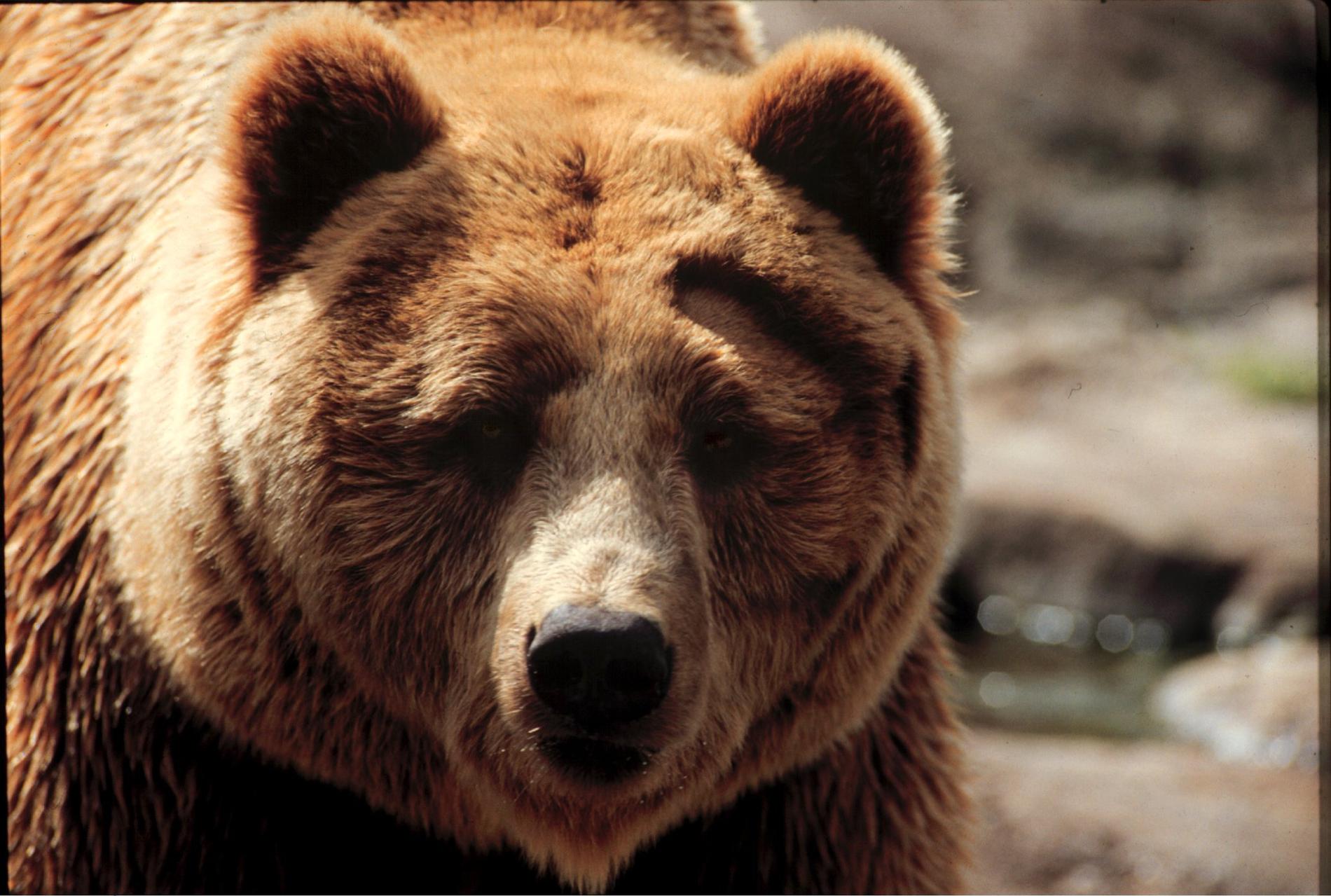 På bilden syns en brunbjörn. Arkivbild.