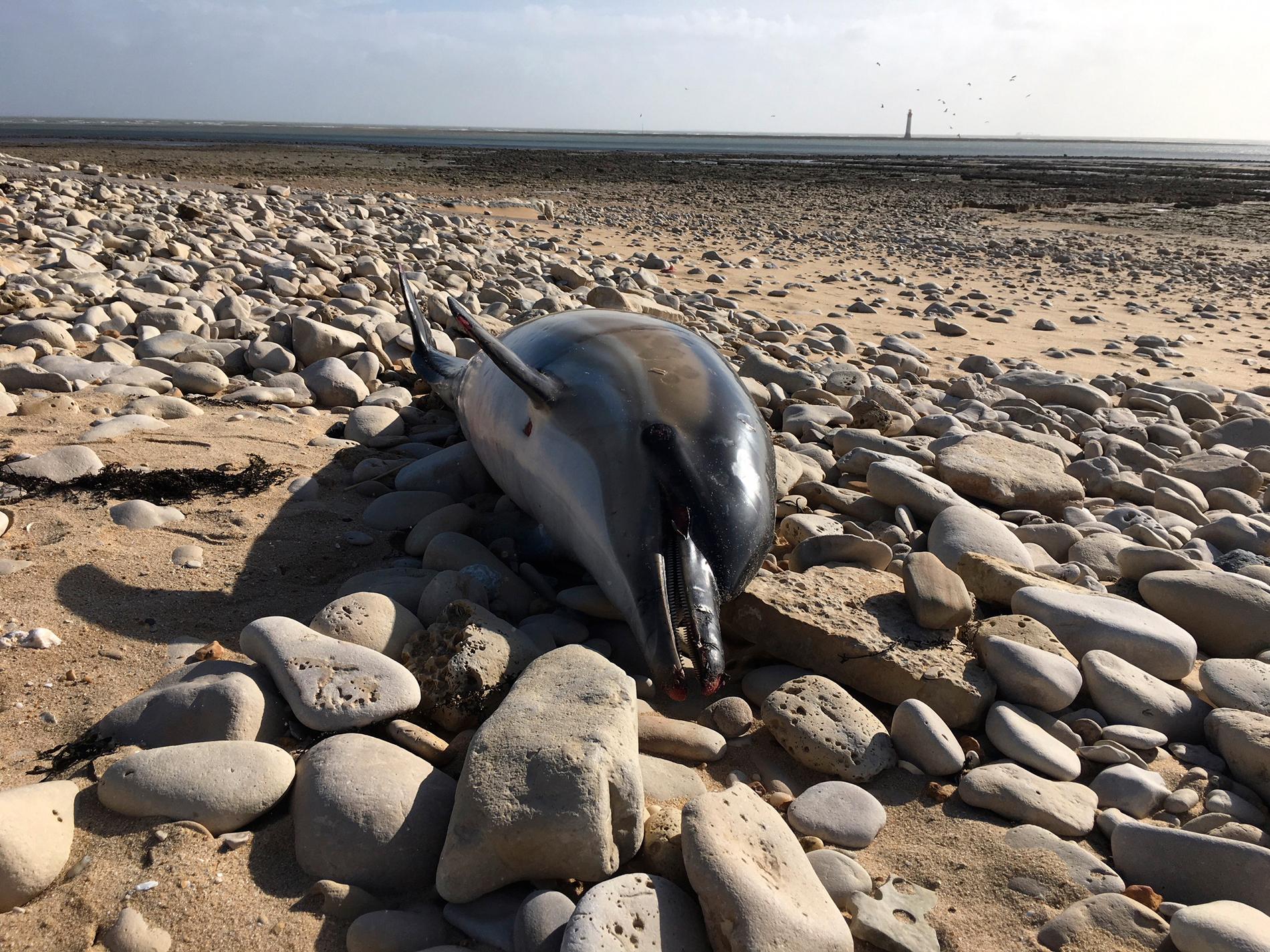 En död delfin vid Rivedoux, västra Franrike. 