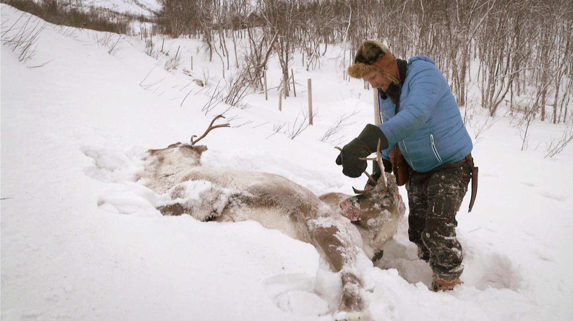 Lars-Ànte Kuhmunen inspekterar två av de 400 renar som kördes ihjäl av tåg i vintras.