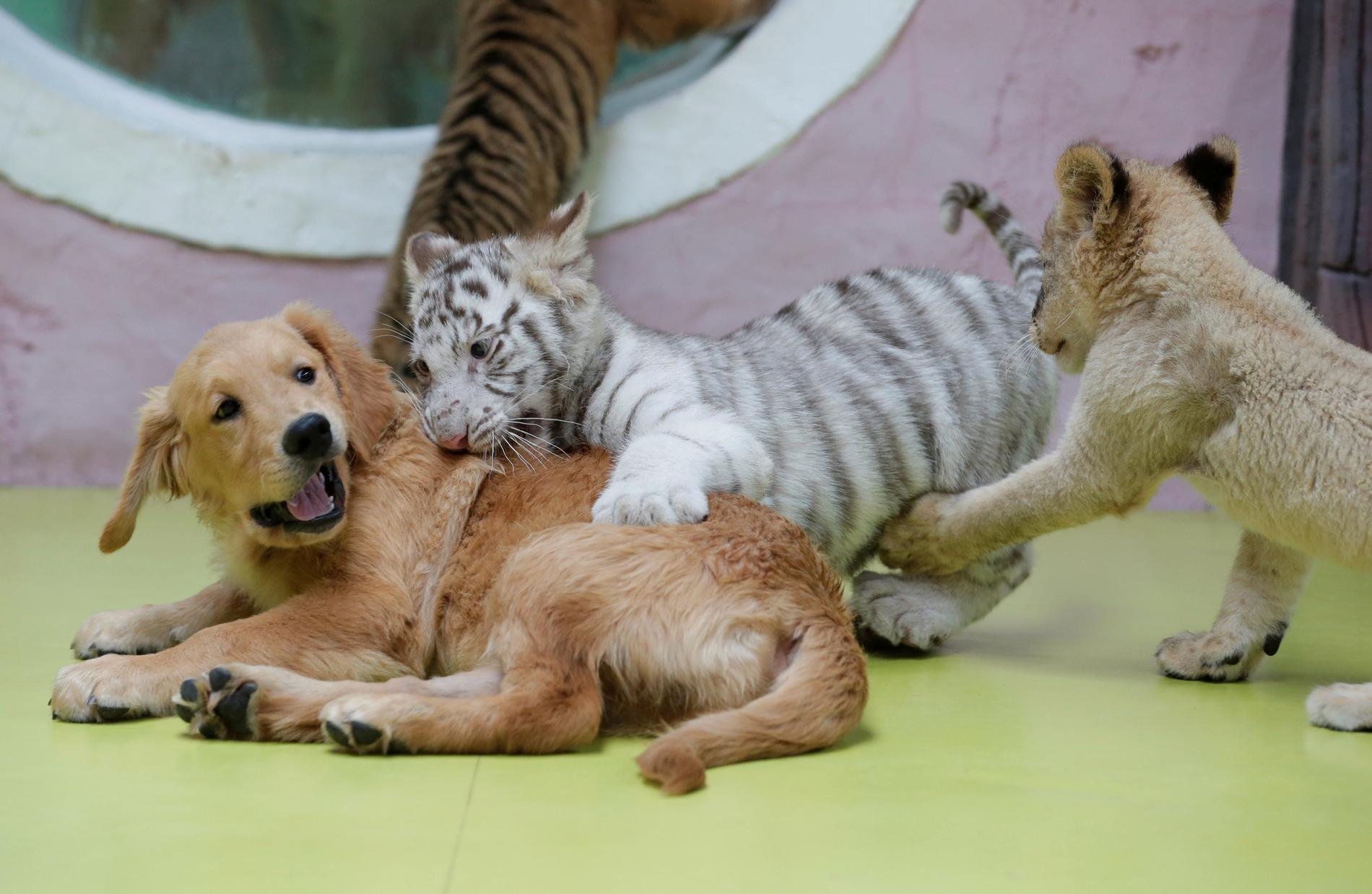 En två månader gammal vit tigerunge, som övergivits av sin mamma, leker med en Golden Retrievervalp och en liten lejonunge på en djurpark i Peking i Kina.