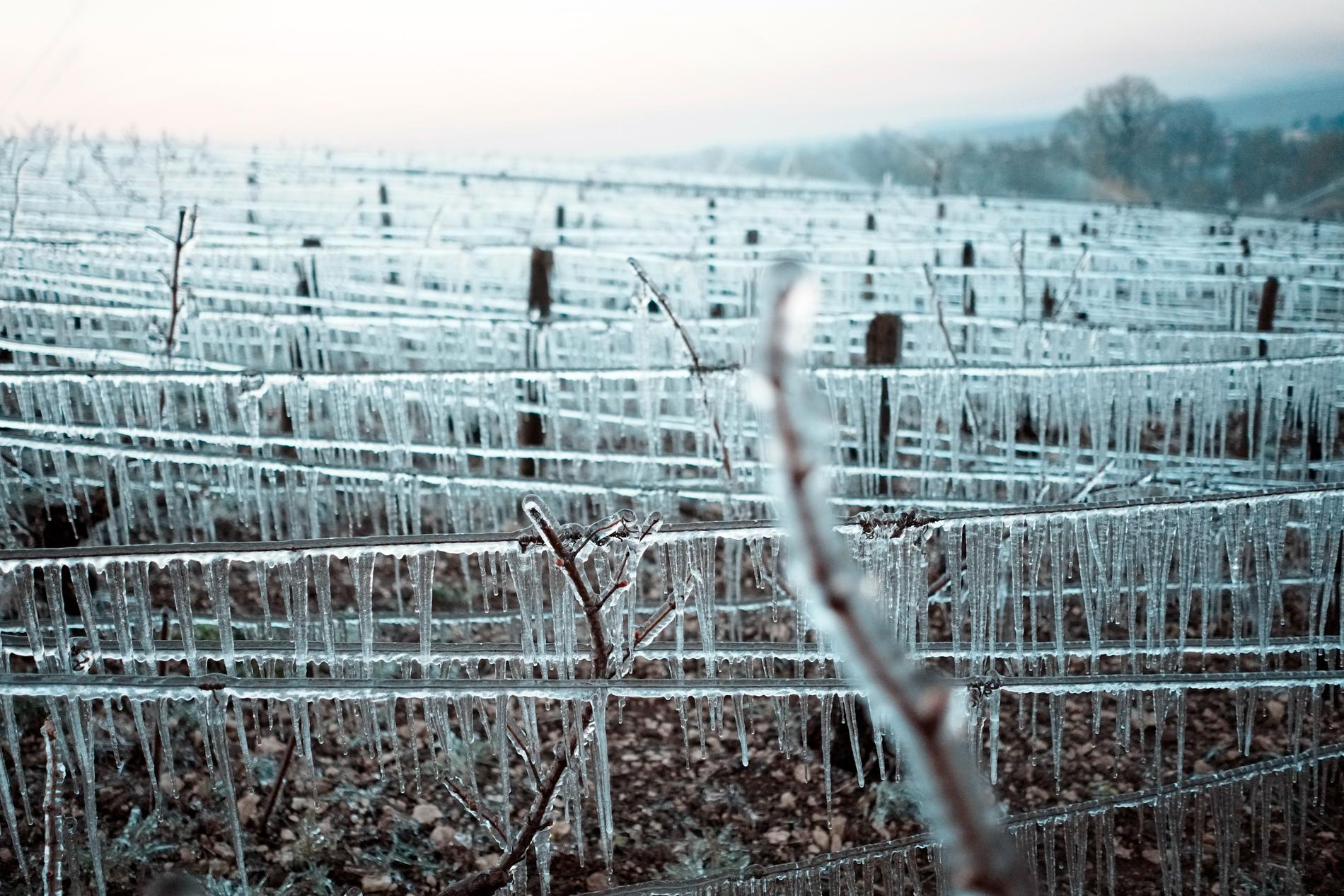 Kylan hotar vinodlingarna i området Chablis som ligger i den större vinregionen Bourgogne.