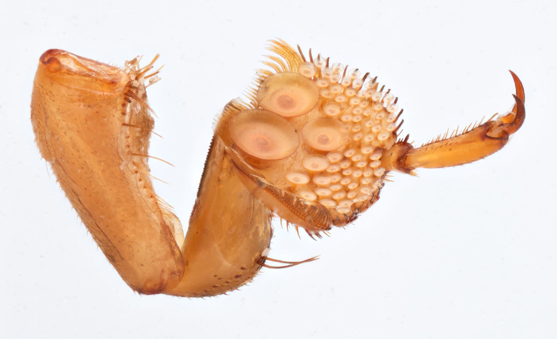 För att kunna hålla fast honan under parning har dykarskalbaggen utvecklat sugkoppar på benen. Vissa honors motdrag har blivit en skrovlig rygg, varpå hannen utvecklat olika typer av sugkoppar. Vissa för en slät, andra för en skrovlig rygg.