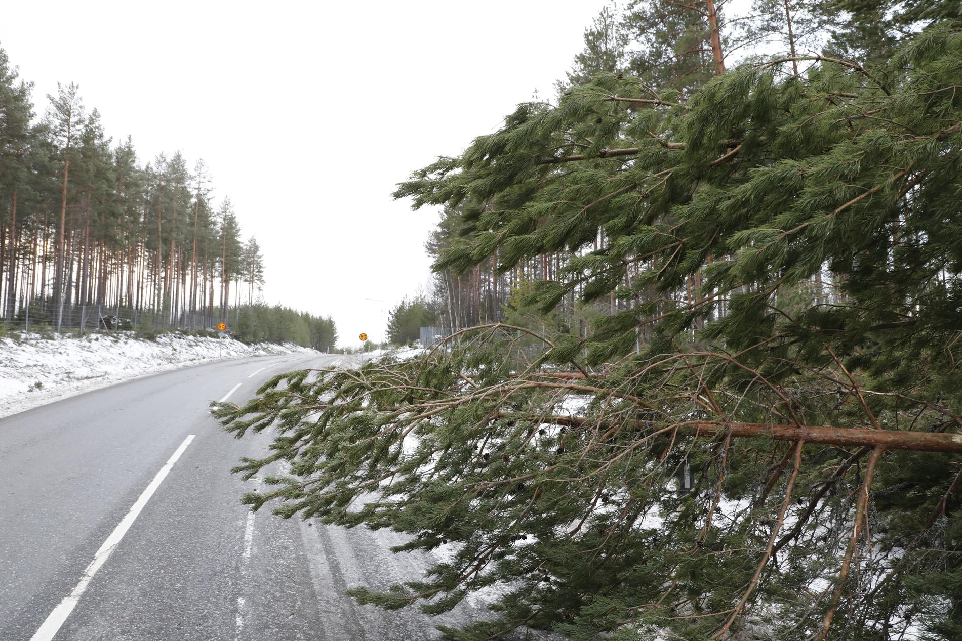 Nedfallna träd ställde till problem i trafiken i det drabbade området. Här syns ett nedfallet träd på Ingarö sydost om Stockholm.
