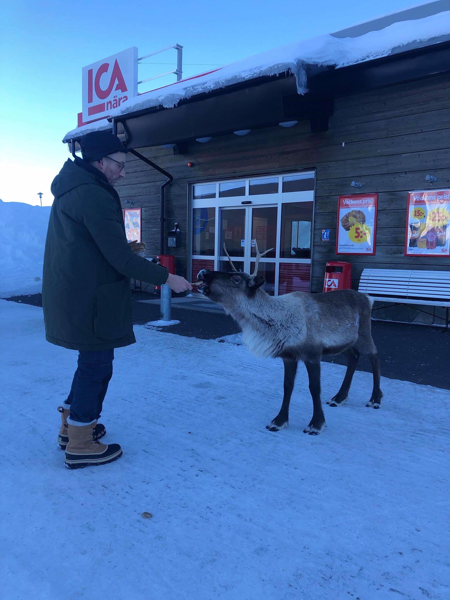 Petter Nilsson har under en tid matat renen med rågbröd utanför Ica-butiken.