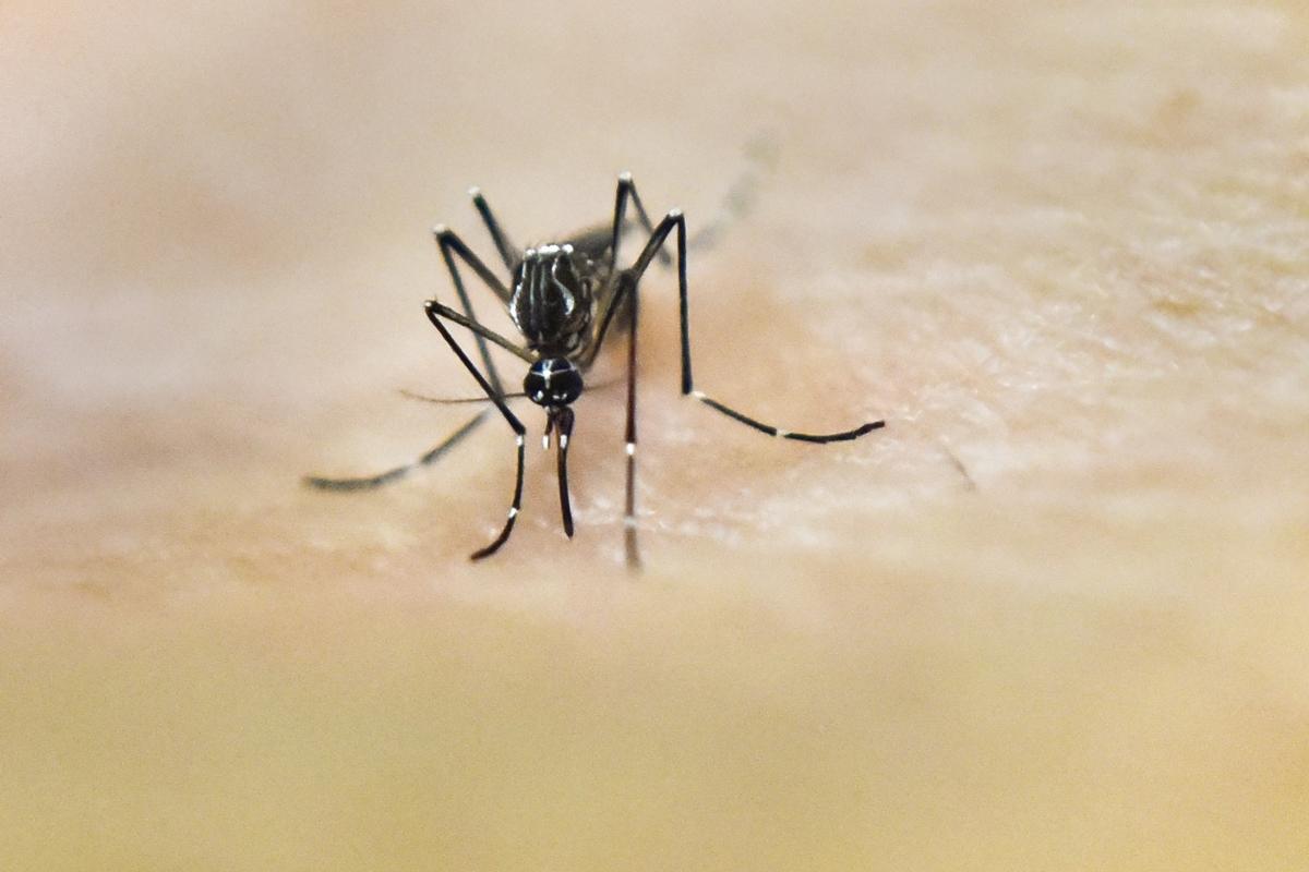 Zika-viruset smittas bland annat via myggor.