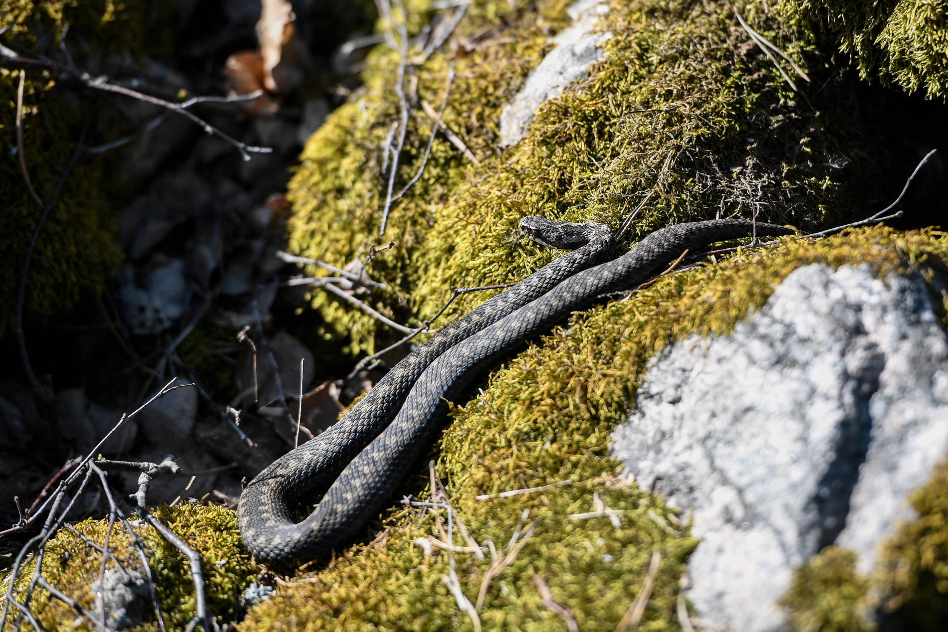 På våren gillar ormarna att ligga i solen och värma sig. Därför gäller det att vara extra vaksam var man sätter händer och fötter.