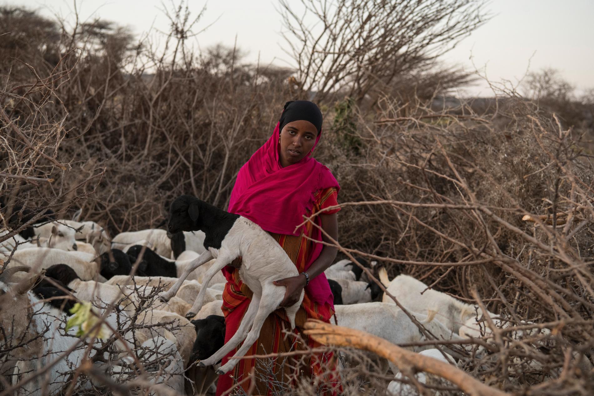 Sagal Khadar Mohamed bär ett av sina djur i famnen. Hon befinner sig i byn Elginiseed i Somaliland, dit hon flytt till följd av torkan. Omkring 13 miljoner människor på Afrikas horn står inför en svår hungerkris, enligt FN.