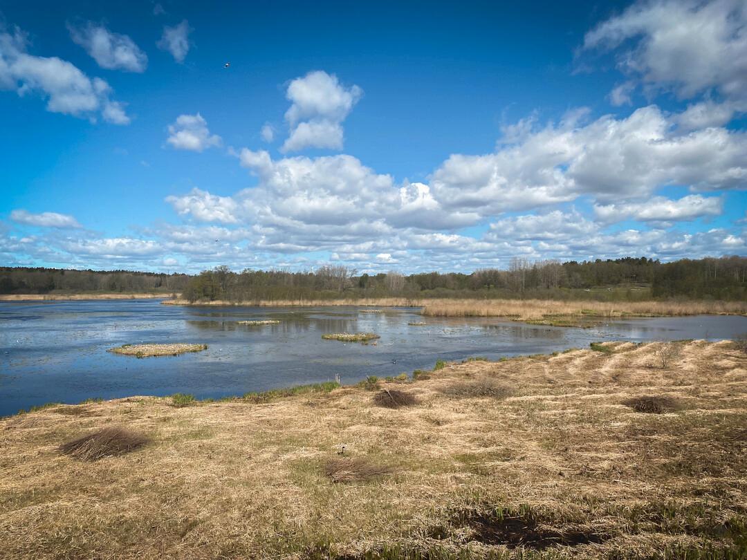 Våtmarker, som bidrar till att minska växthuseffekten, är bland de mest hotade ekosystemen i världen. 