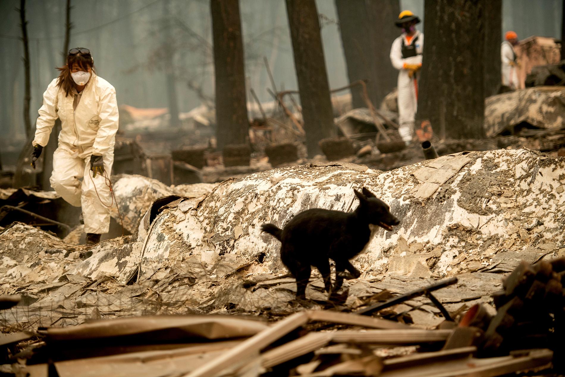Hundar deltar i sökinsatserna efter Camp Fire-branden i Paradise.