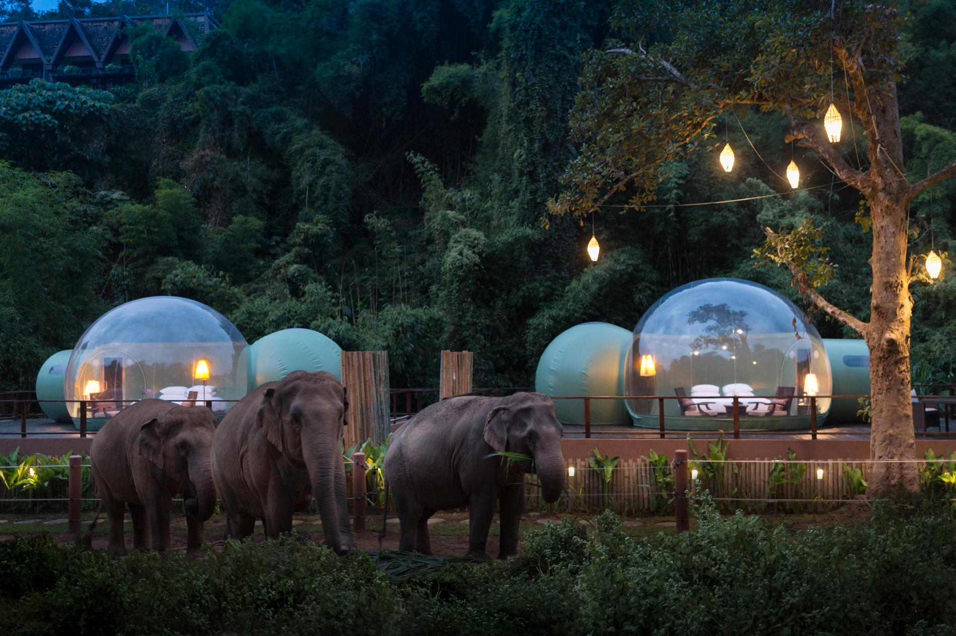 Utanför bubblorna bor 22 elefanter som har räddats från Thailändska gator. 