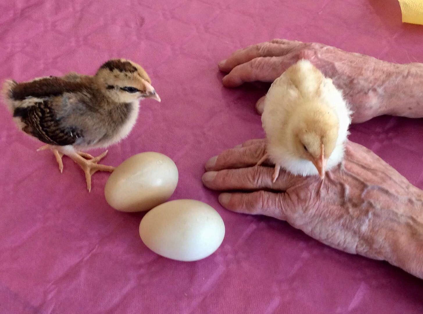 Ett 40-tal äldre fick träffa kycklingarna.