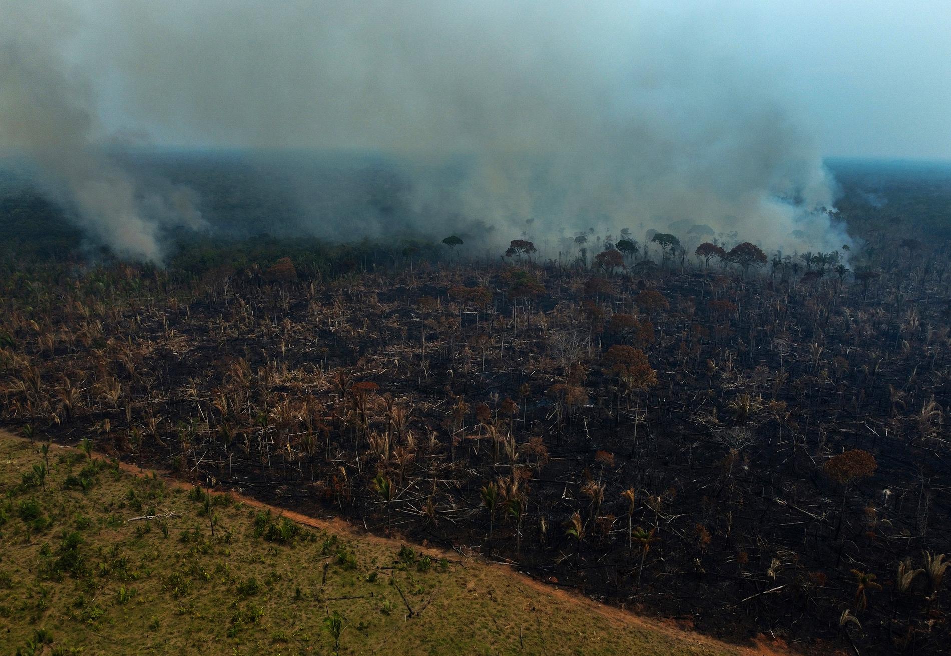 Rök stiger upp från en skogsbrand i Amazonas, Brasilien i år. Avskogning lyfts av forskare fram som en stor anledning till de ökade koldioxidutsläppen.